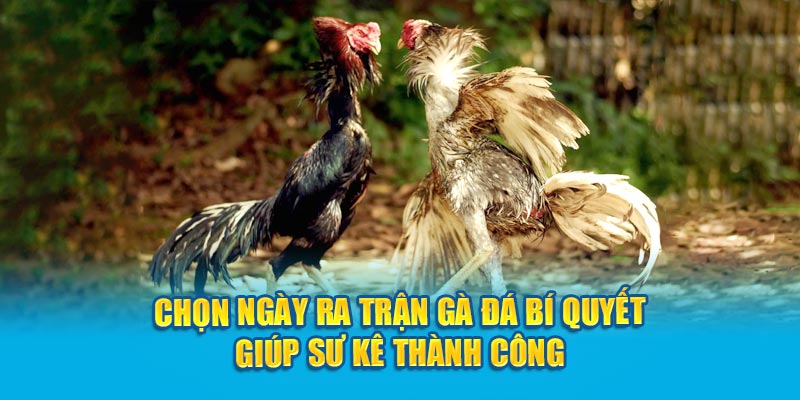 Chọn ngày ra trận đá gà rất là quan trọng